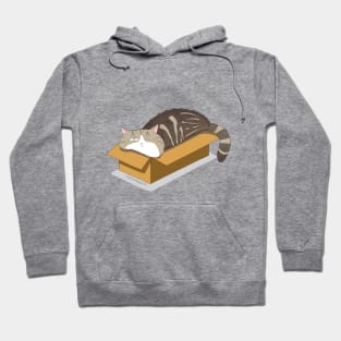 Cat relaxed in box Hoodie